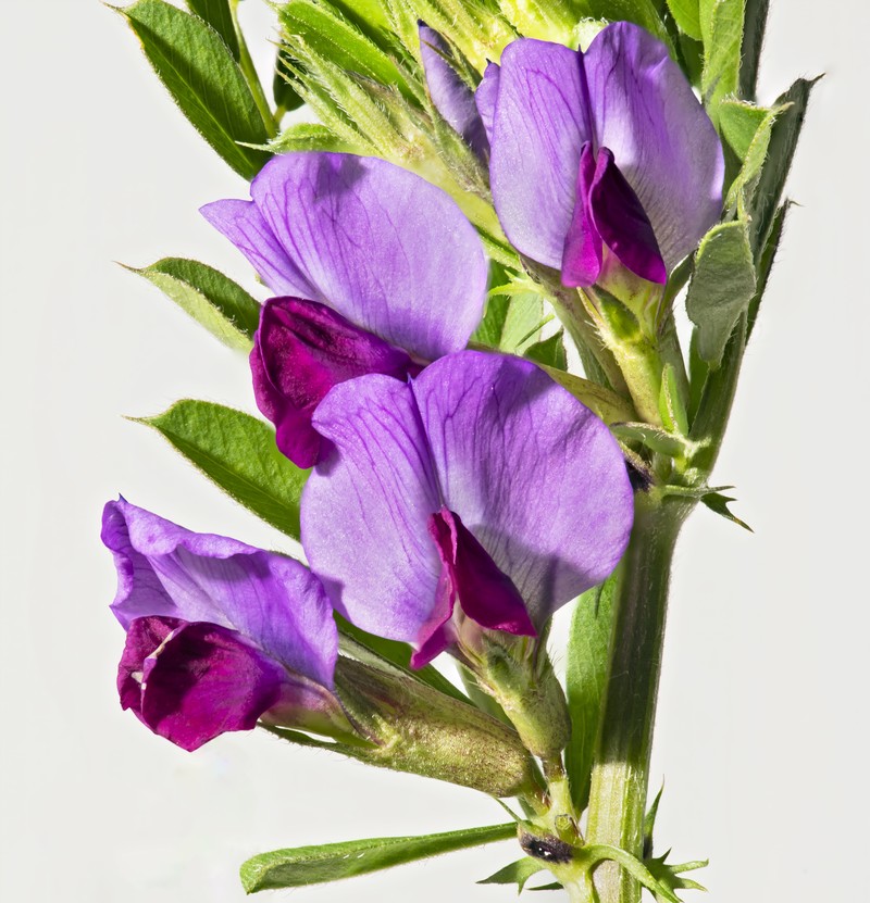 Garden Vetch photo 2