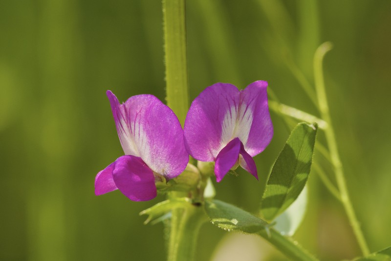 Garden Vetch photo 3