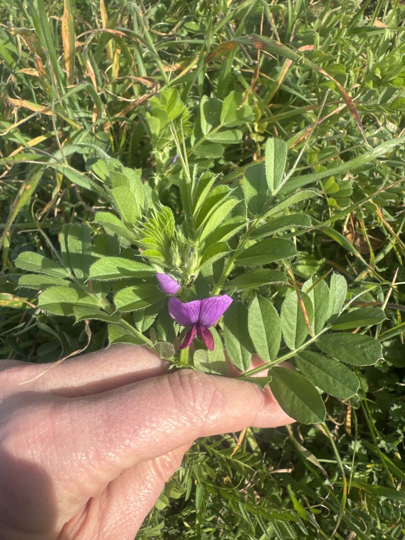 Vicia sativa subsp. sativa photo 2