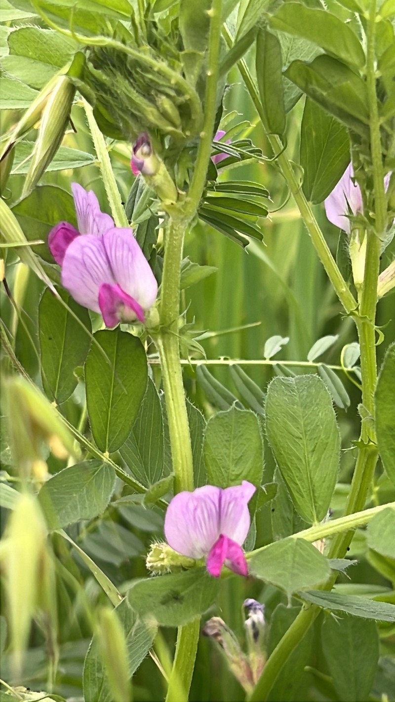 Vicia sativa subsp. sativa photo 3