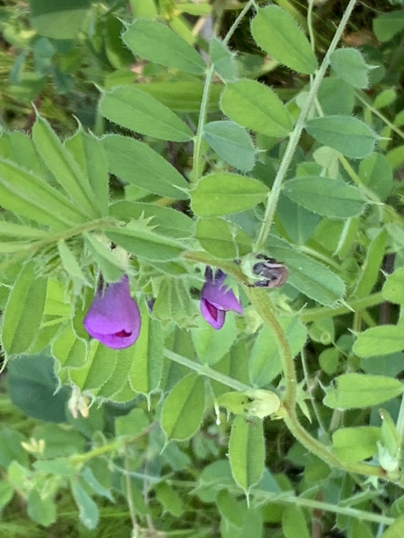 Vicia sativa subsp. sativa photo 4