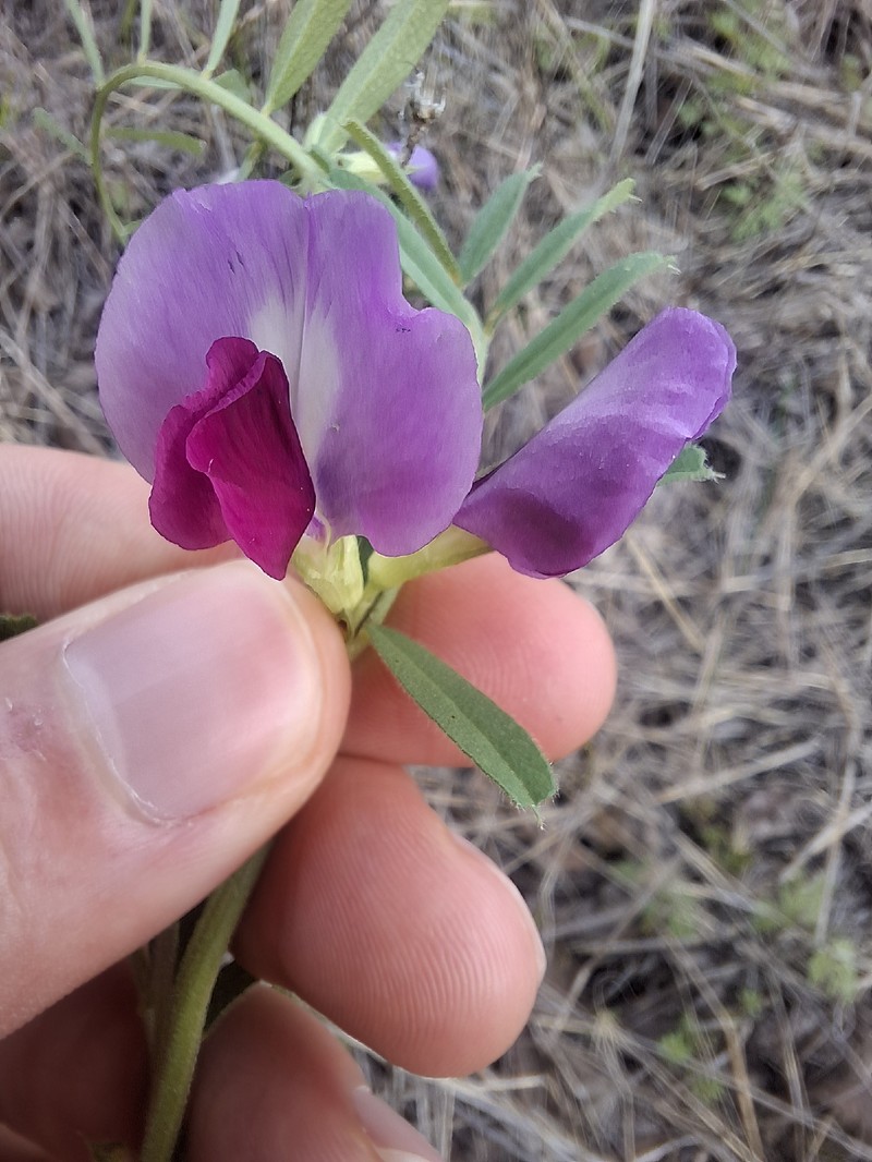 Vicia sativa subsp. sativa photo 5