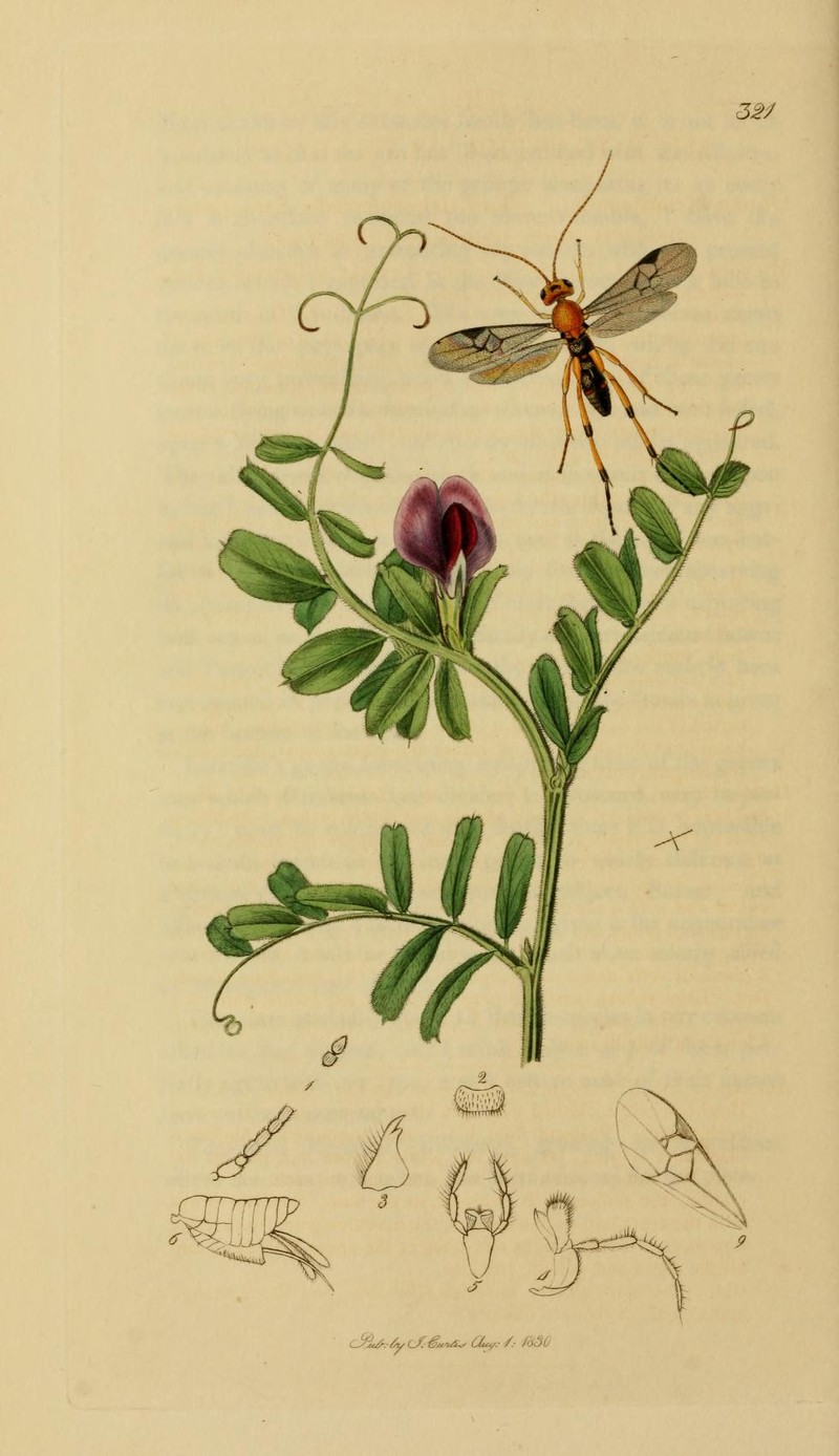 Vicia sativa subsp. sativa
