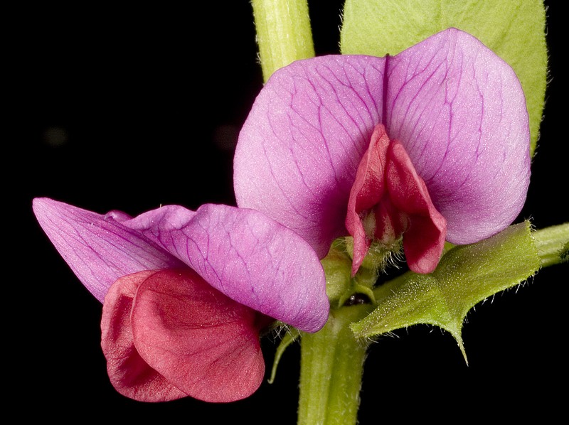 Vicia sativa subsp. sativa photo 6