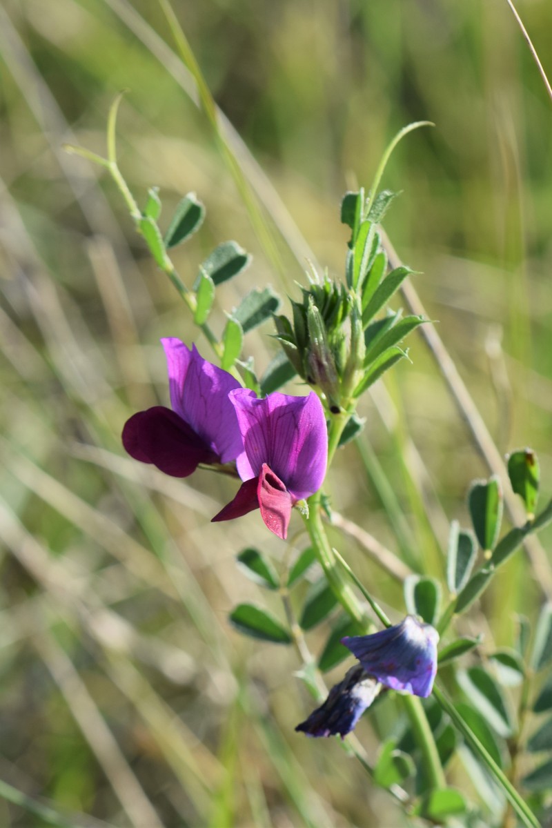 Vicia sativa subsp. sativa photo 7