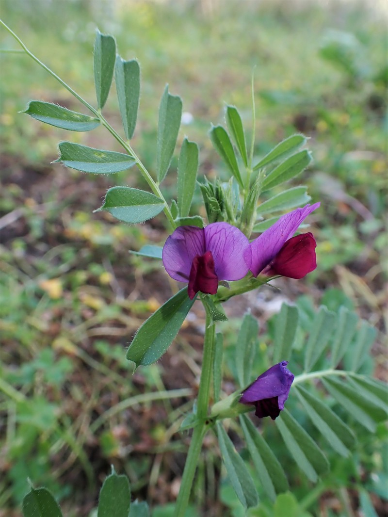 Vicia sativa subsp. sativa photo 8