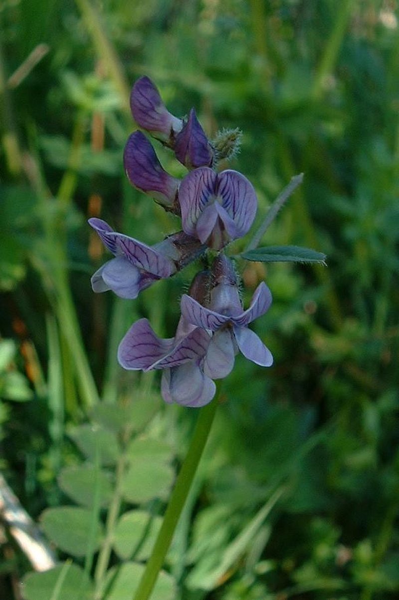 Bush Vetch photo 5