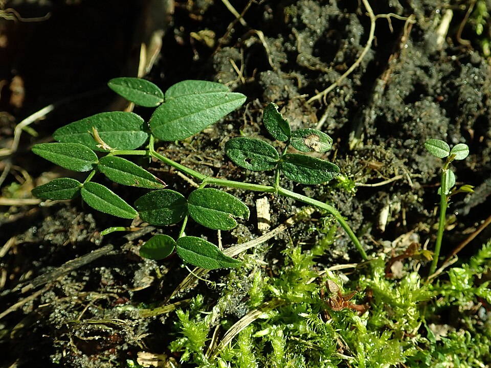 Bush Vetch photo 6