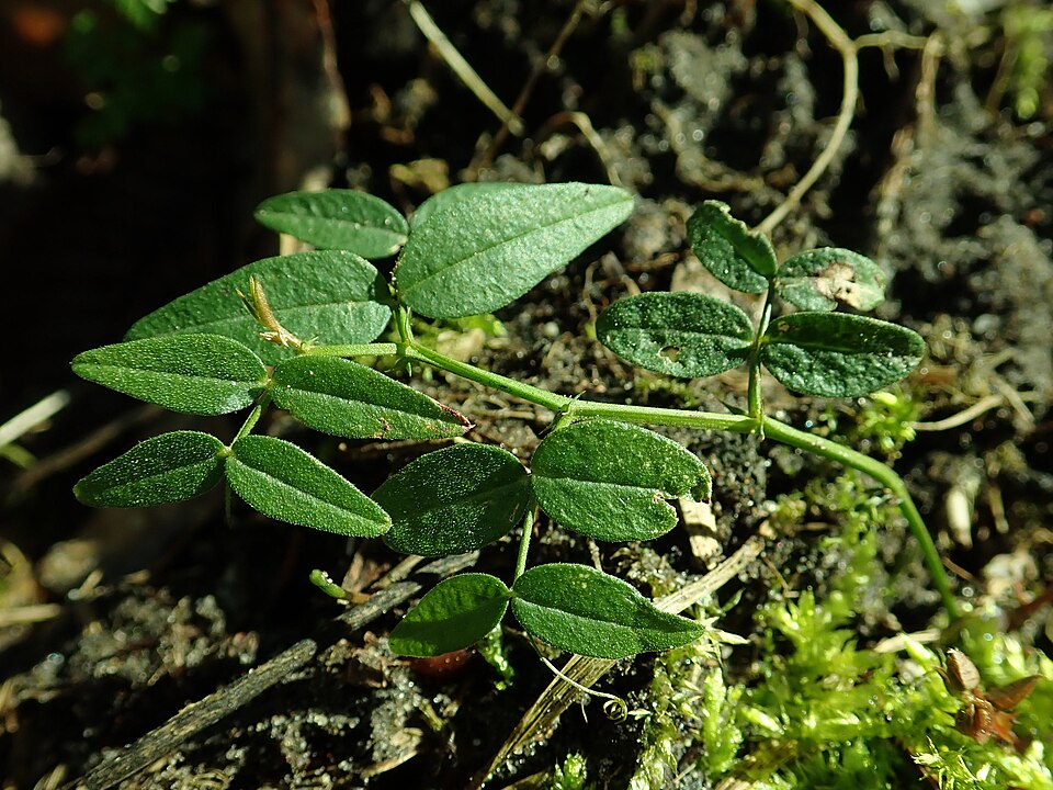 Bush Vetch photo 7