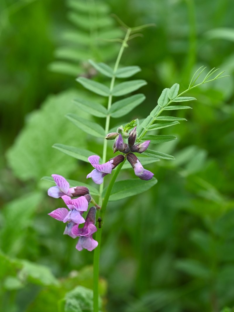 Bush Vetch photo 8