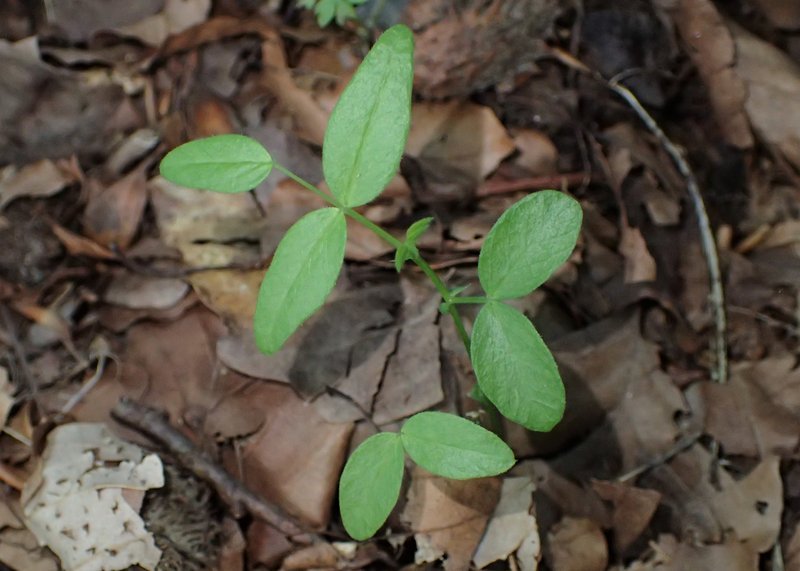 Bush Vetch photo 9