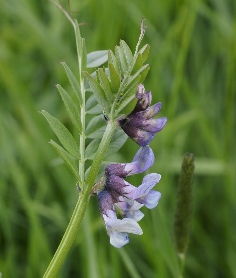 Bush Vetch photo 2