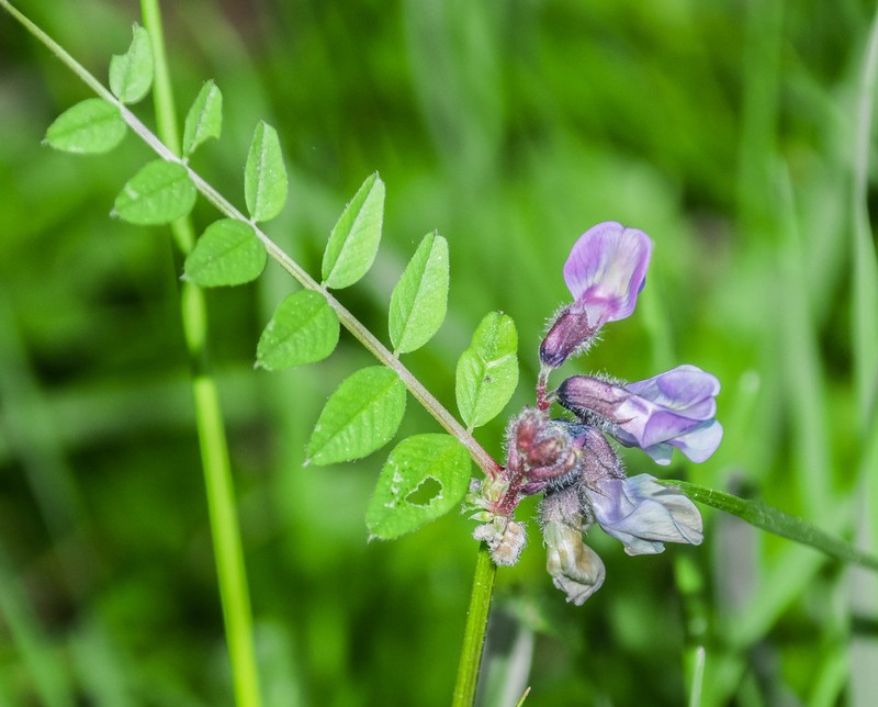 Bush Vetch photo 3