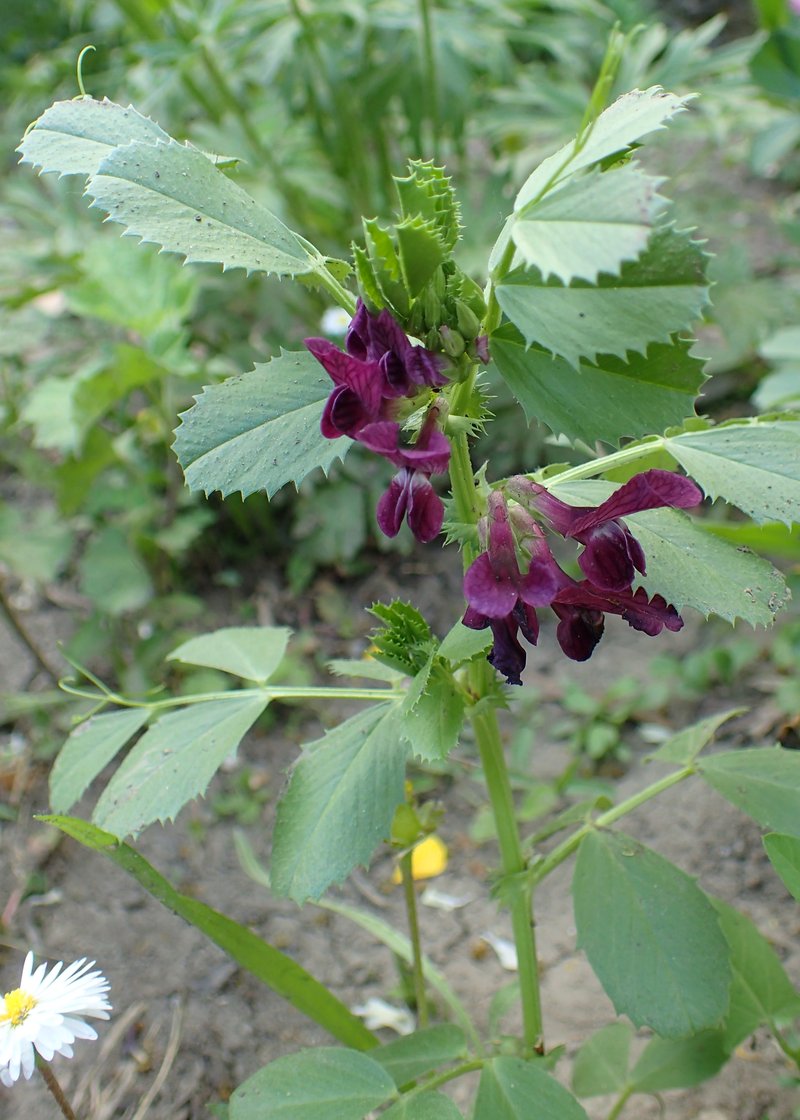 Vicia serratifolia