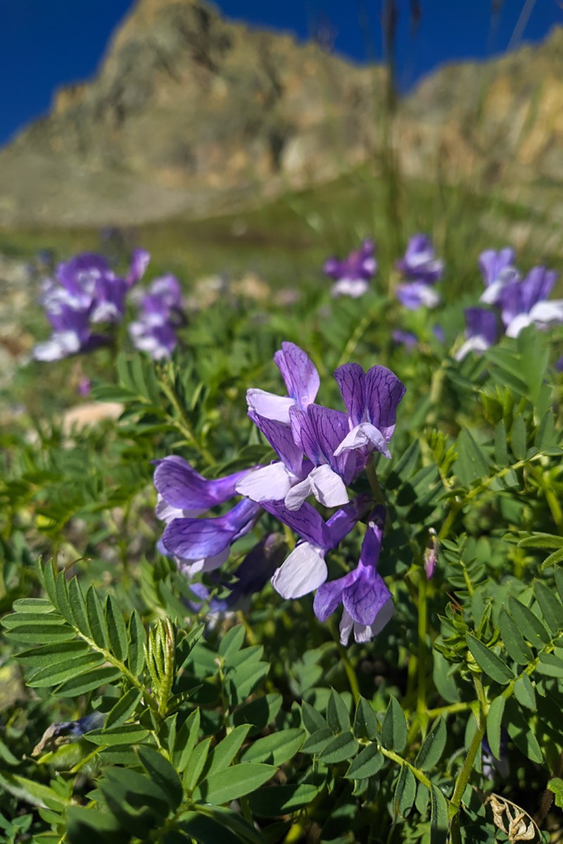Vicia sosnowskyi