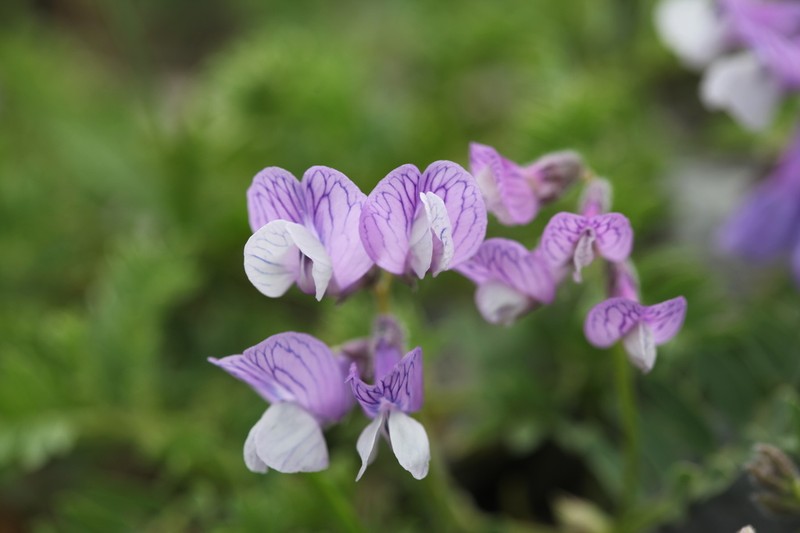 Vicia sosnowskyi photo 2