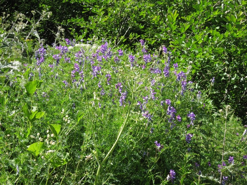 Vicia sosnowskyi photo 3