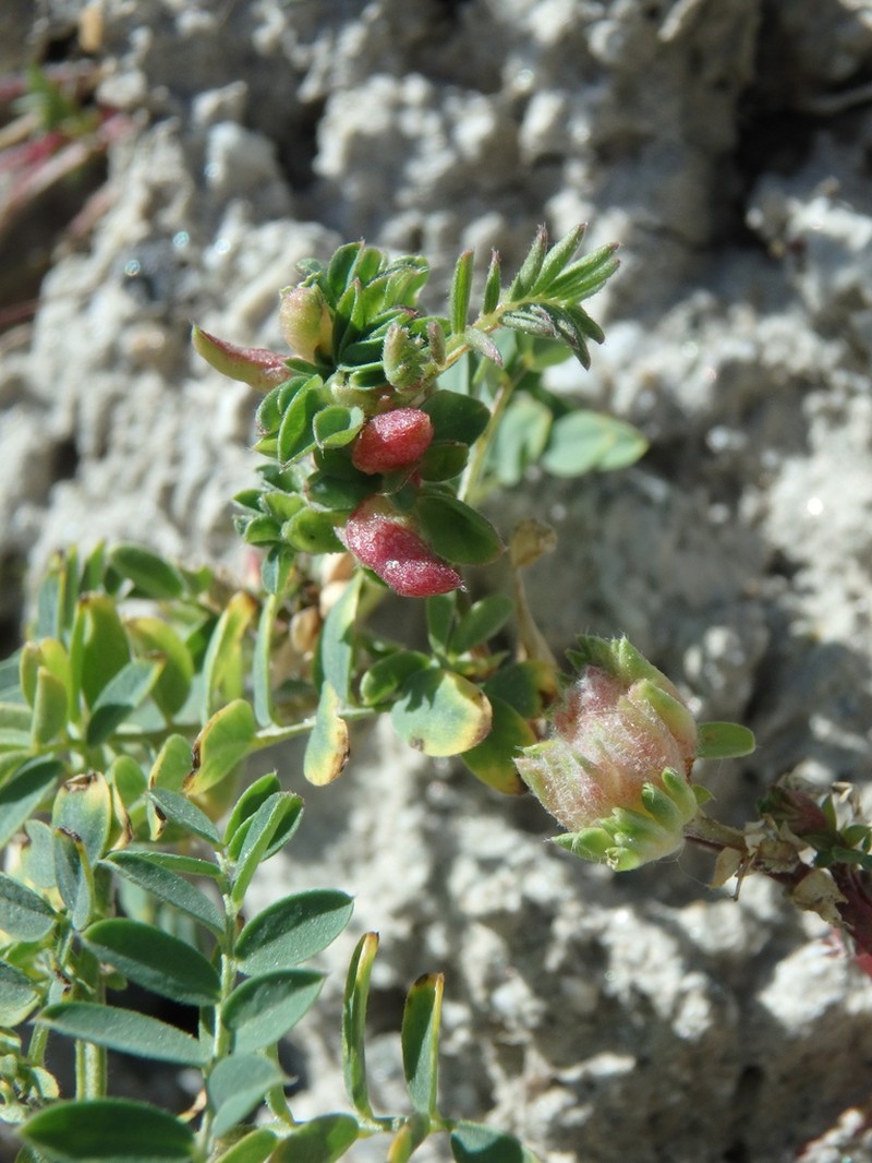 Vicia sosnowskyi photo 4