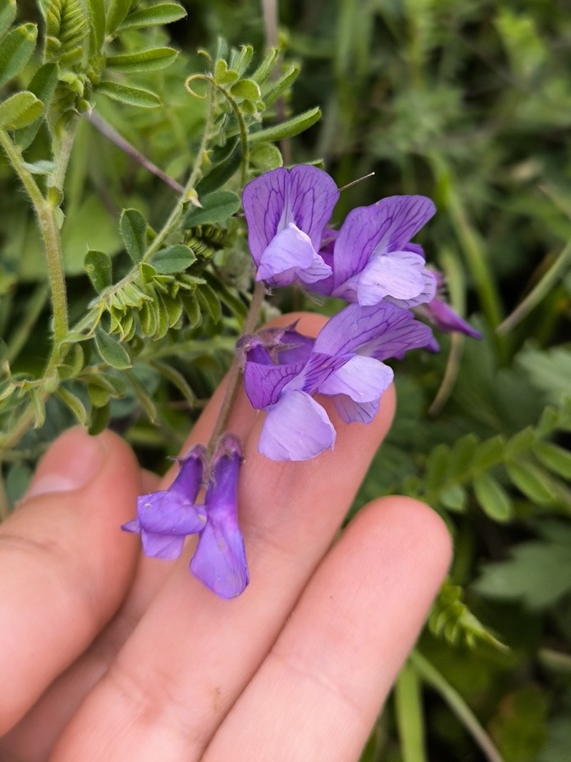 Vicia sosnowskyi photo 5