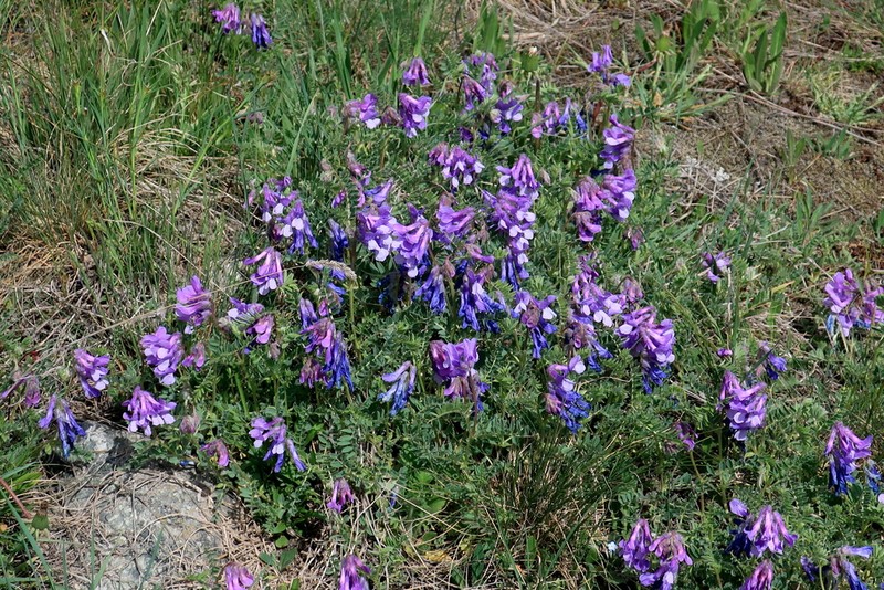Vicia sosnowskyi photo 6