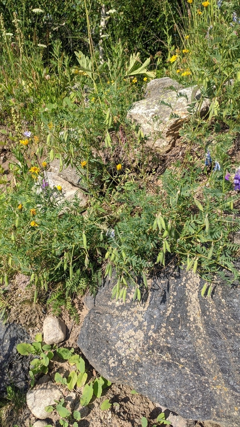 Vicia sosnowskyi photo 7