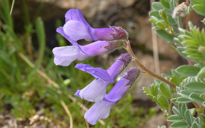 Vicia sosnowskyi photo 8