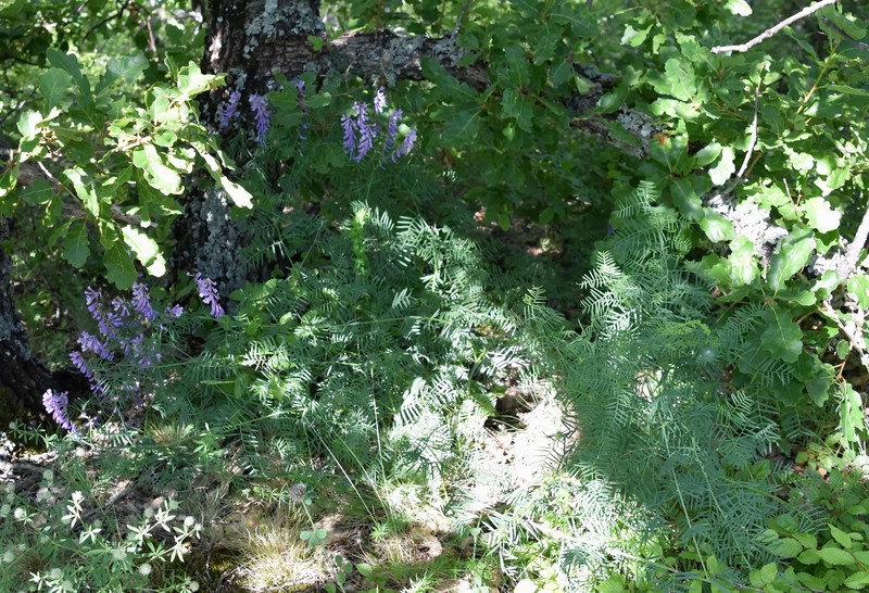Vicia tenuifolia subsp. tenuifolia