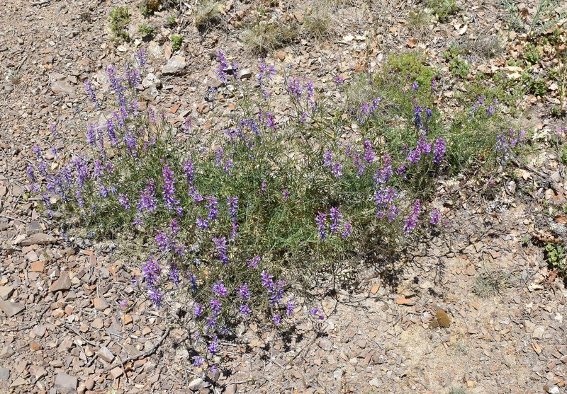 Vicia tenuifolia subsp. tenuifolia photo 2