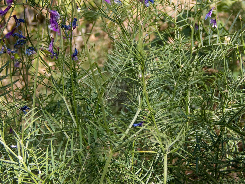 Vicia tenuifolia subsp. tenuifolia photo 3