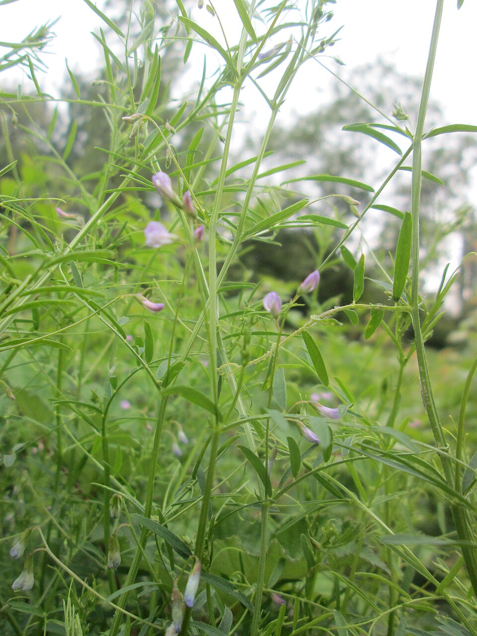 Lentil Vetch photo 5