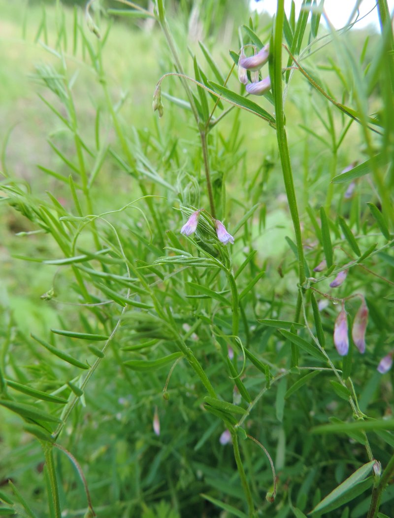 Lentil Vetch photo 6