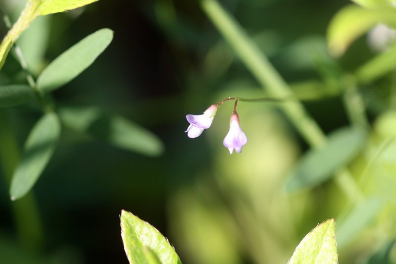 Lentil Vetch photo 7