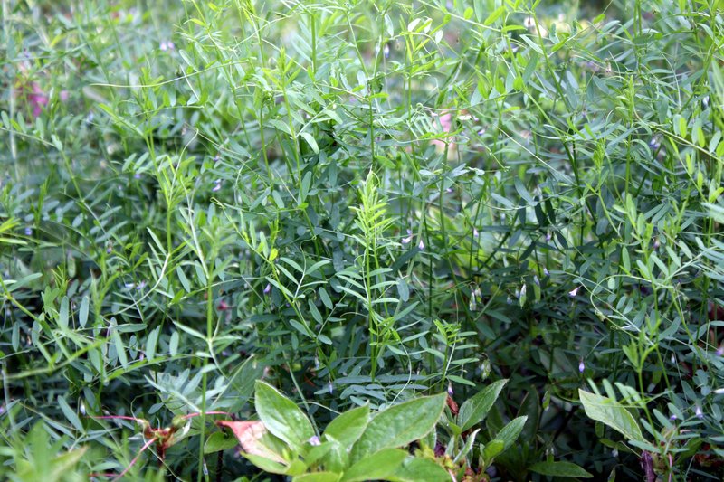 Lentil Vetch photo 8