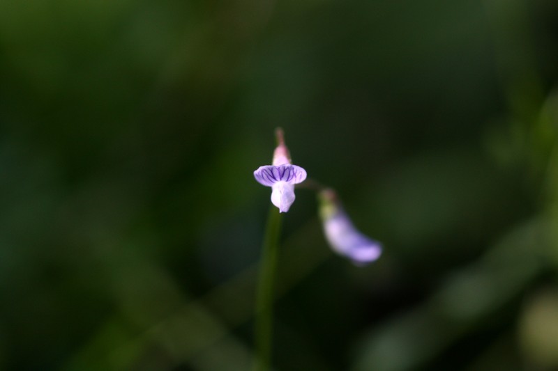 Lentil Vetch photo 2