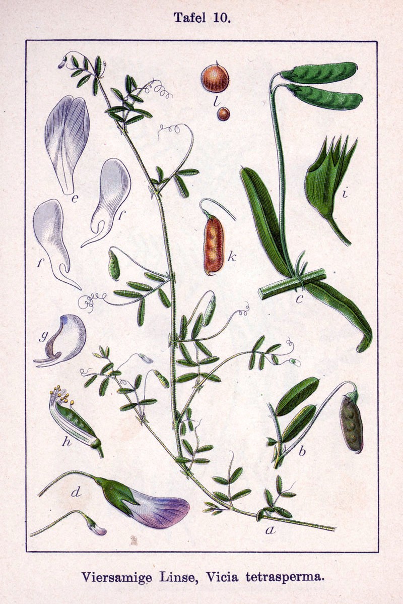 Lentil Vetch photo 3