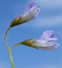 Lentil Vetch