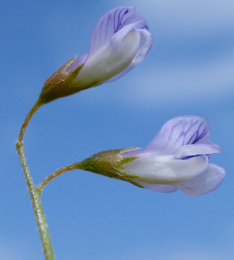 Lentil Vetch