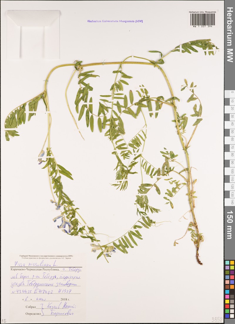 Vicia variegata subsp. variegata