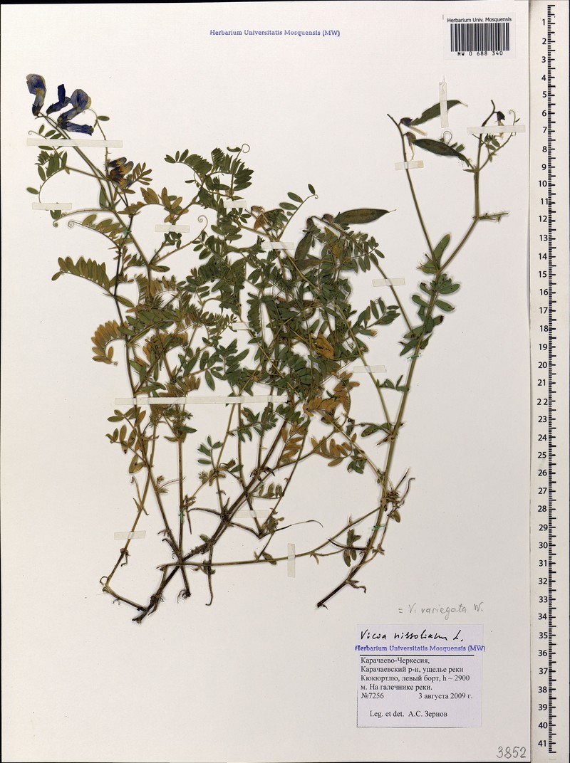 Vicia variegata subsp. variegata photo 3