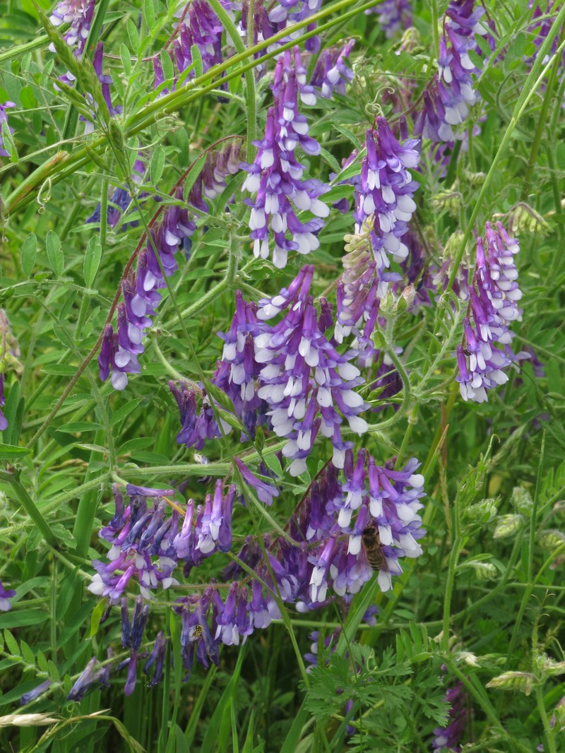 Winter Vetch photo 4