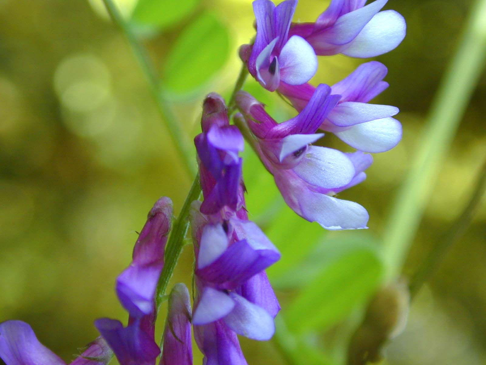 Winter Vetch photo 5