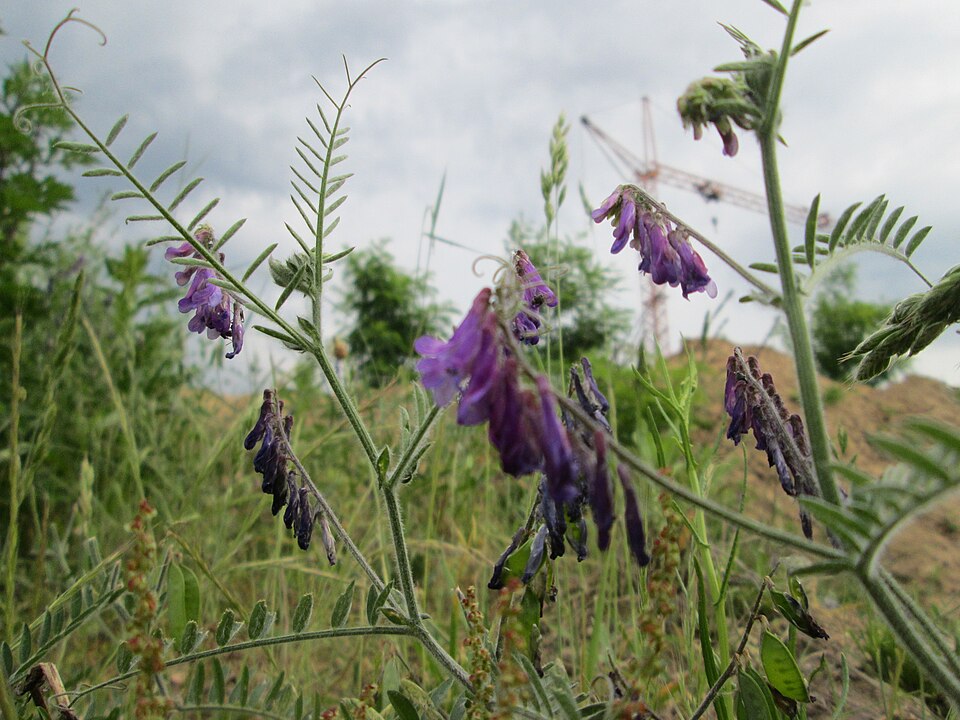 Winter Vetch photo 6