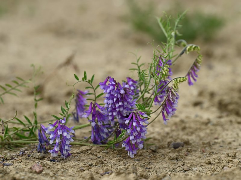 Winter Vetch photo 7