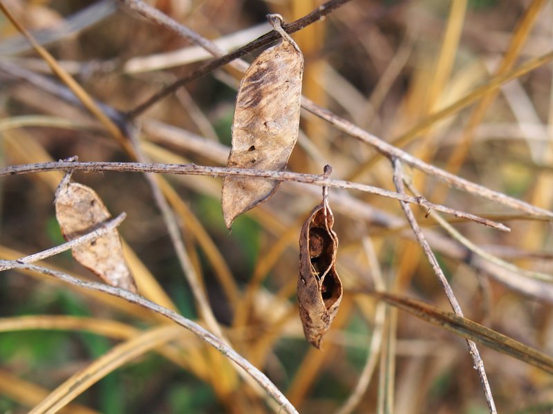Winter Vetch photo 8