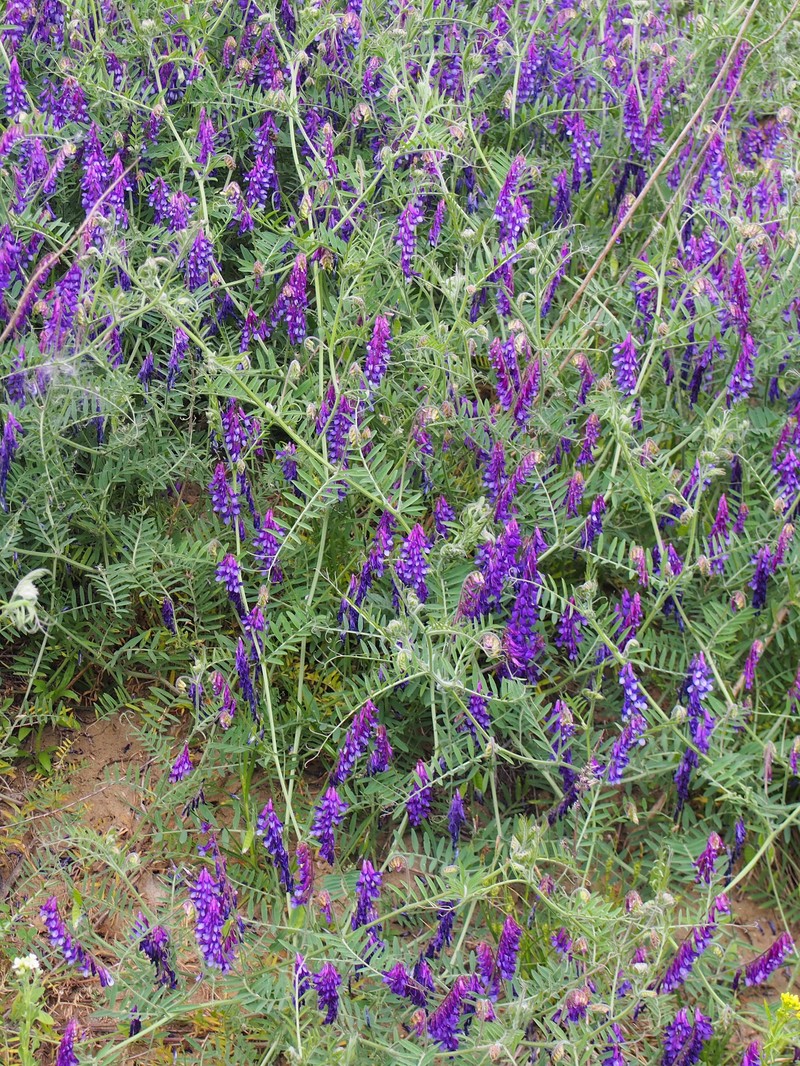 Winter Vetch photo 2