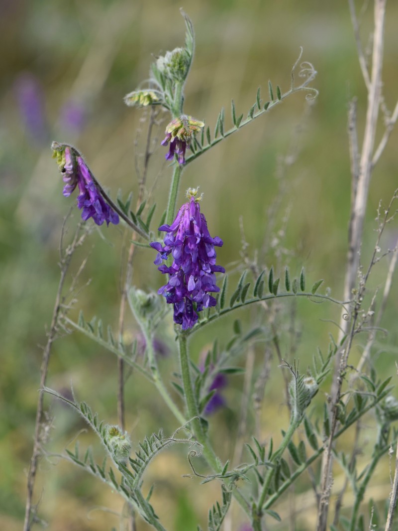 Winter Vetch photo 3