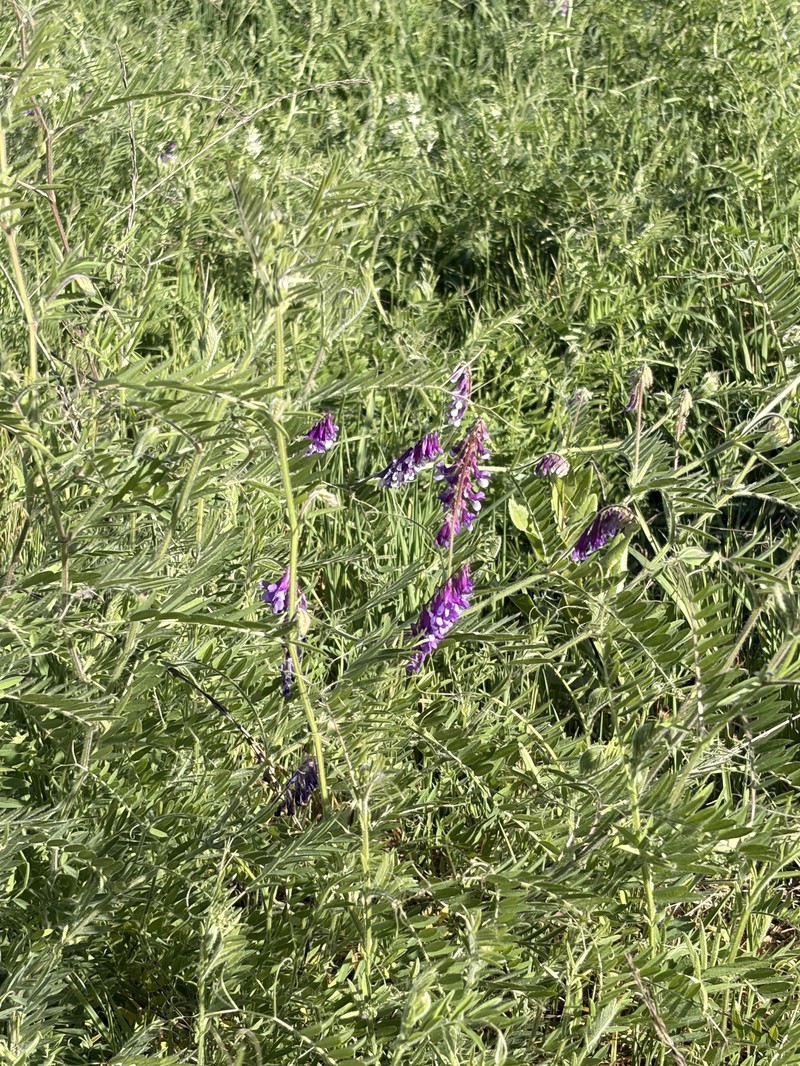 Vicia villosa subsp. villosa