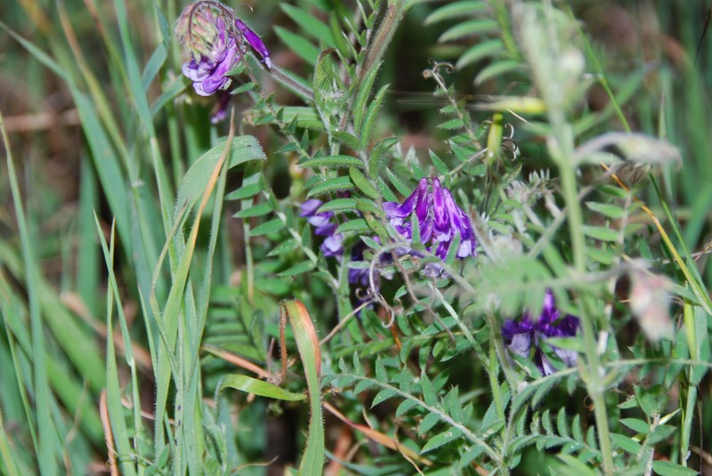 Vicia villosa subsp. villosa photo 2