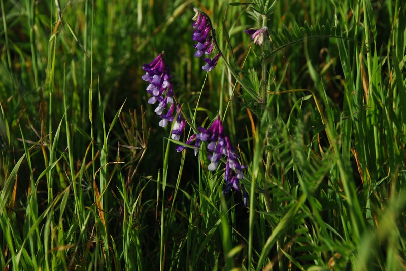 Vicia villosa subsp. villosa photo 3