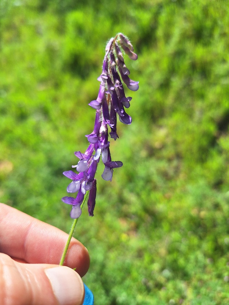 Vicia villosa subsp. villosa photo 4